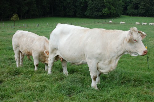 vaches-viandeuse belgique